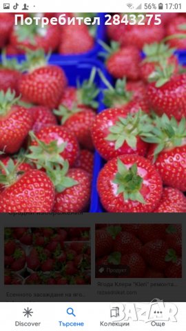 продавам разсад ягоди , снимка 6 - Сортови семена и луковици - 32068824