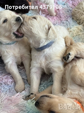 Голдън ретривър момче родословен баща, снимка 13 - Голдън ретривър - 52909387