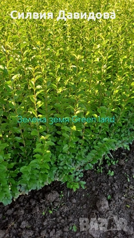 Лигуструм за жив плет , снимка 8 - Градински цветя и растения - 54153657