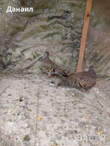 Двойка бронзовокрили гълъби, снимка 3 - Гълъби - 54127174