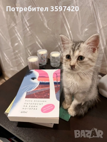 Женско персийско котенце , снимка 2 - Персийска - 53113318