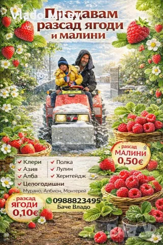 предлагам елетн расад ягоди, снимка 2 - Разсади - 56331316