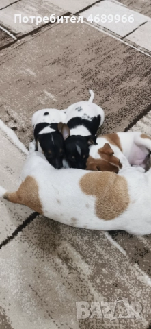 Джак ръсел малък