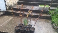 Продавам декоративен храст Сорбария (Sorbaria), снимка 3