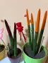 Растения от вида сансевиера (Sansevieria cylindrica 'Velvet Touchz') 20/30см., снимка 7