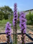 Лиатрис , снимка 3