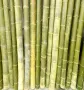 Нови семена бамбук Moso Bambo декоративни растения за дома бамбуков разсад за украса и декорация, снимка 18