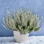 Калуна/Пирен ,,,,,, снимка 2