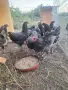 петли на четири месеца, снимка 4