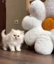 Персийско коте. , снимка 6