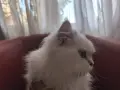 Мъжки котарак за Разплод, снимка 4