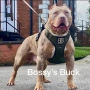 XL American bully's с родословие и сертификати , снимка 13