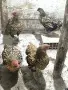 Порода оплодени яйца , снимка 14