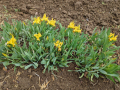 Нисък сорт лилав и жълт Ирис (коренище), снимка 1 - Градински цветя и растения - 36418709