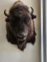 Продавам препариран Американски бизон, снимка 1