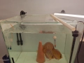 Прпдавам аквариуми, снимка 2