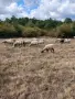Продавам овце, мъжки шилета, кочове, снимка 9