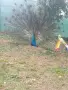 Мъжки индийски паун , снимка 3