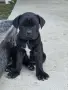 Кане Корсо женски, снимка 2