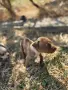 ПИТБУЛИ БЕБЕТА Rednose , снимка 6