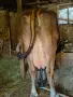 свободна млечна крава , снимка 1