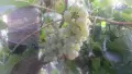 Грозде Мускат Отонел, снимка 2