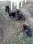 Немска овчарка бебе, снимка 5