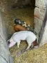🐷 Продаваме 5 броя малки прасенца, снимка 4