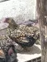 Порода оплодени яйца , снимка 15
