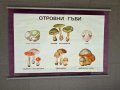 Соц Учебни Плакати Табла Постери Гъби, снимка 2