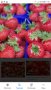 продавам разсад ягоди , снимка 6