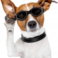 Iwobi Dog слънчеви очила за кучета  регулируема каишка водоустойчиви НОВИ, снимка 5 - За кучета - 35193341
