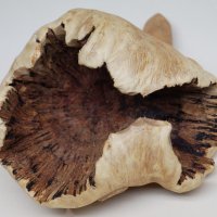 Дървена гъба водна костенурка ръчна изработка уникален подарък, снимка 12 - Статуетки - 36804590