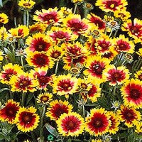Продавам цветя Гайлардия – разсад за пролетно засаждане в градината, различни цветове, снимка 2 - Разсади - 30273860