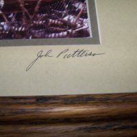 Подписана рамкирана художествена фотография на белоглав орел, снимка 5 - Картини - 29708599