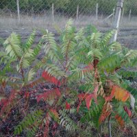 Фиданки Влакнест Шмак - Рустифина (Rhus typhina Dissecta), снимка 13 - Градински цветя и растения - 30338784