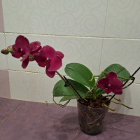 Орхидея, снимка 2 - Стайни растения - 44657639