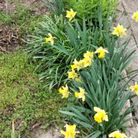 Нарциси- луковици, снимка 2 - Градински цветя и растения - 44321121