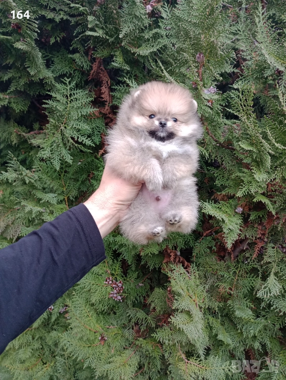 Мъжки Померани. Реални снимки ! , снимка 1