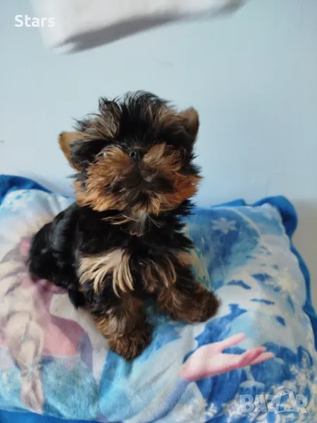 Йоркширски териер , снимка 1