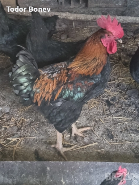 Продавам или разменям за ярки млади домашни петлета, снимка 1