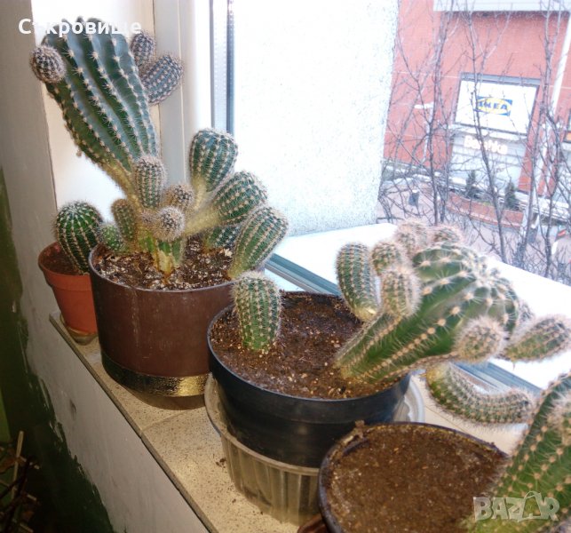 Кактуси Ехинопсис - Echinopsis oxygona , снимка 1