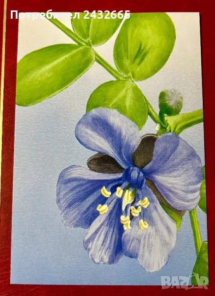 2336к. Нидерландия 2024 = “ Флора  от остров Бонер. “ , картички, снимка 1