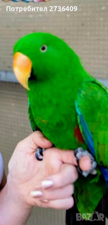 Еклектус папагал , снимка 1