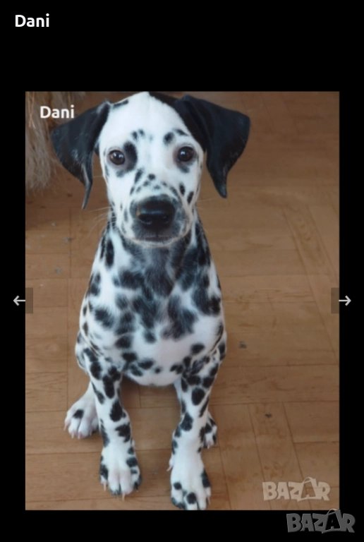 Женско Далматинче., снимка 1