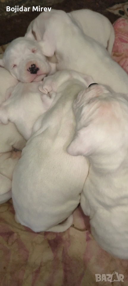 Дого Аржентино, снимка 1