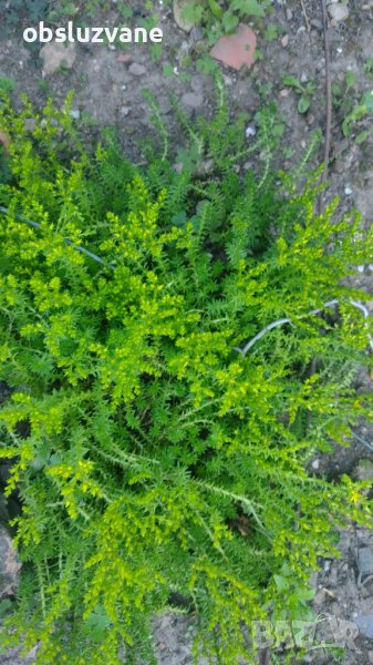 Сукулент 💥, снимка 1