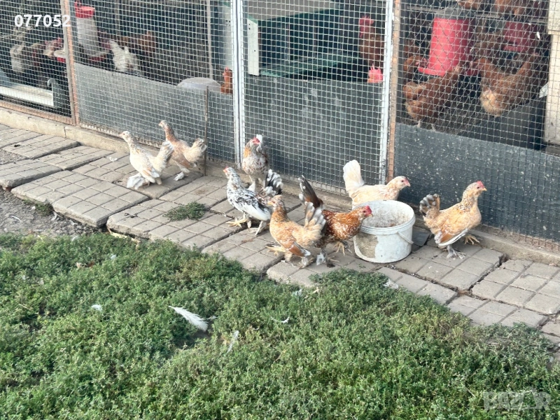 Турски Испенч - декоративни птици триота, снимка 1