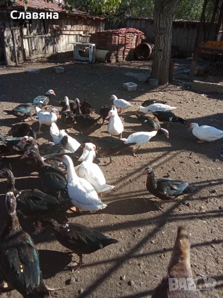 Неми патици, снимка 1