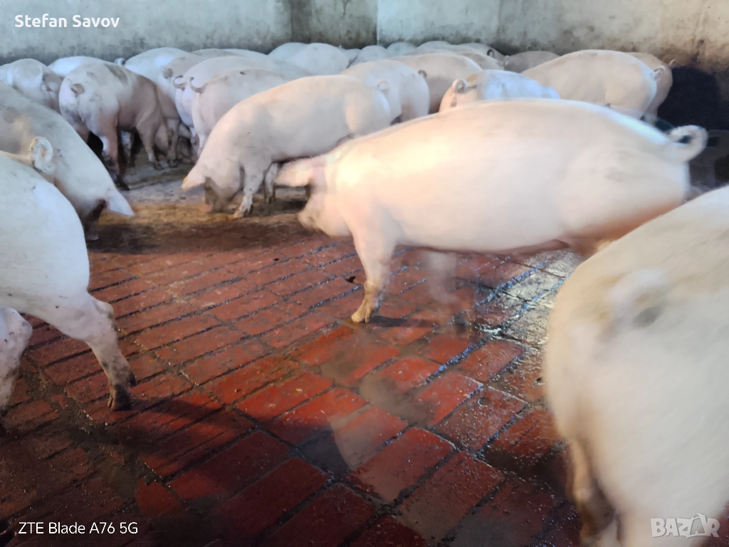 Продавам угоени прасета, снимка 1